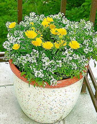 02.06.2003 WARSZAWA DOM PRYWATNY BALKON ROSLINY PACHNACE PACHNACY BALKON FOT PAWEL SLOMCZYNSKI / AGENCJA GAZETA