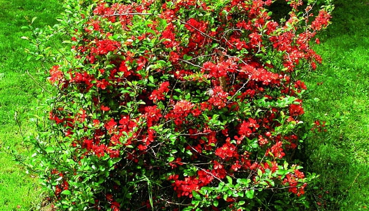 Krzewy pigwowca można ciąć, by ograniczyć ich rozmiary. Warto też usuwać pędy rosnące do środka korony.