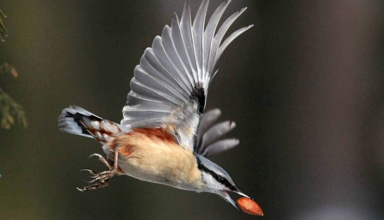 21.02.2009 LODZ , PARK PONIATOWSKIEGO , ZIMA , KOWALIK FOT. MALGORZATA KUJAWKA / AGENCJA GAZETA SLOWA KLUCZOWE: PTAKI