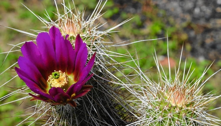 JEDEN Z NAJPIĘKNIEJSZYCH - kwiat E. apachensis pochodzącego z Arizony.