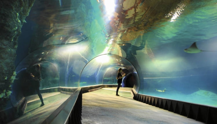 Tajemnice kanału mozambickiego poznamy podczas spaceru podwodnym tunelem. Na zdjęciu: bliskie spotkanie z płaszczką.