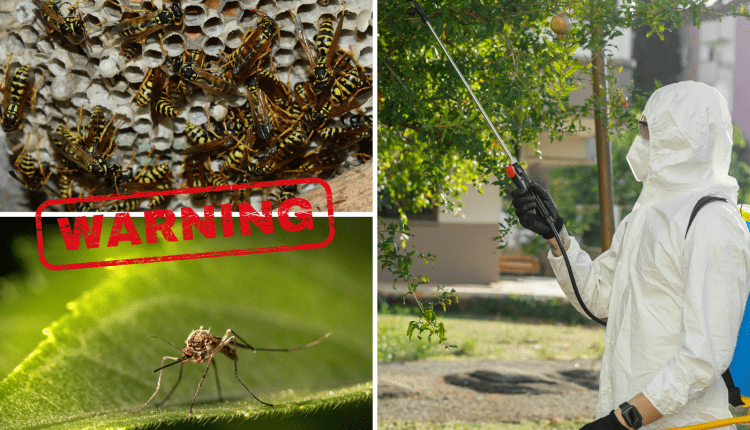 Przygotuj się na lato – zabezpiecz ogród przed uciążliwymi owadami