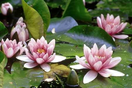 Na płyciznach grzybienie - zwłaszcza ich egzotyczne odmiany - w zimie mogą przemarzać. Żeby do tego nie dopuścić, kosze z roślinami warto przestawić na głębinę.