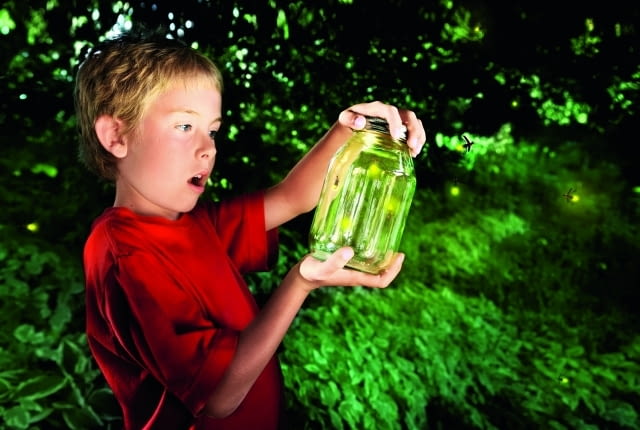 Samica świetlika (robaczka świętojańskiego) wspina się na rośliny, siada na wierzchołku i odwraca odwłok bokiem do góry, eksponując trzy jego segmenty zaopatrzone w narządy świetlne. Samice drugiego rodzaju " iskrzyka " przebywają zwykle tylko na ściółce.