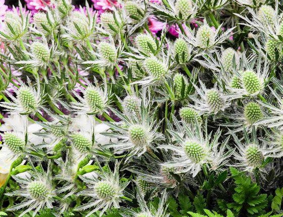 SLOWA KLUCZOWE: QUESTAR_SILVER alpejski alpinum eryngium mikolajek