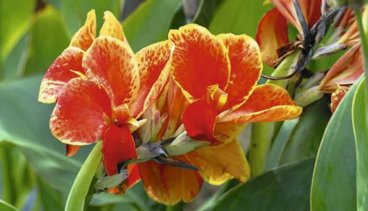 Paciorecznik ogrodowy (Canna edulis). Kwiaty bulwiaste i cebulowe