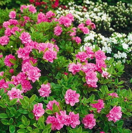 AZALIA ( RHODODENDRON ) ' ROSINETTA ' - KOLOR KWIATOW ROZOWY I BIALY ' PANDA ' - KRZEW , KWIATY FOT. EWA NARKIEWICZ PUBLIKACJA KWIETNIK NR 6 (186) - 6 2010