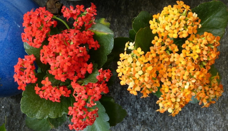 Kalanchoe
