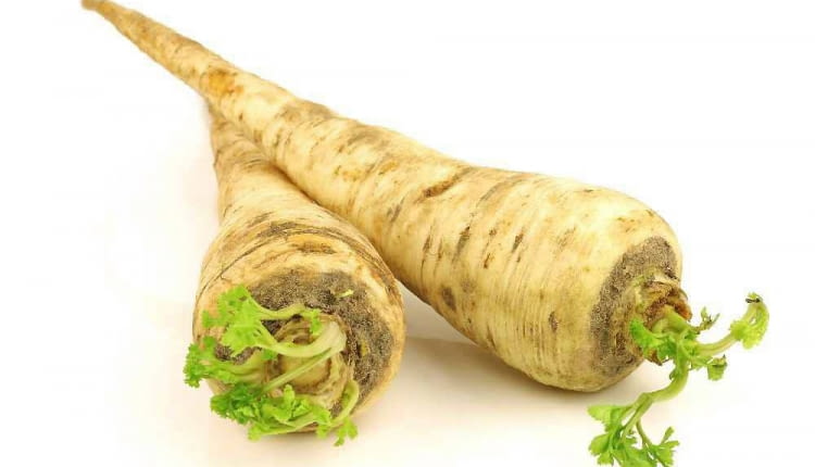 Pietruszka korzeniowa w donicy daje sporo naci