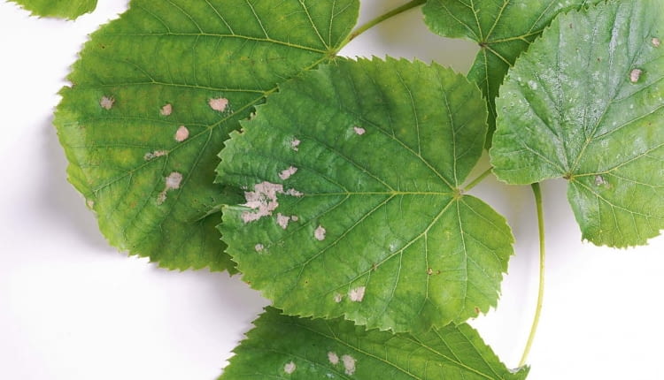 SONY DSC8BIM%WuX`z8BIM:printOutputPstSboolInteenumInteClrmprintSixteenBitboolprinterNameTEXTprintProofSetupObjcUstawienie prbyproofSetupBltnenumbuiltinProofproofCMYK8BIM;