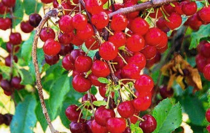 Wiśnia odmiany 'Sokówka'