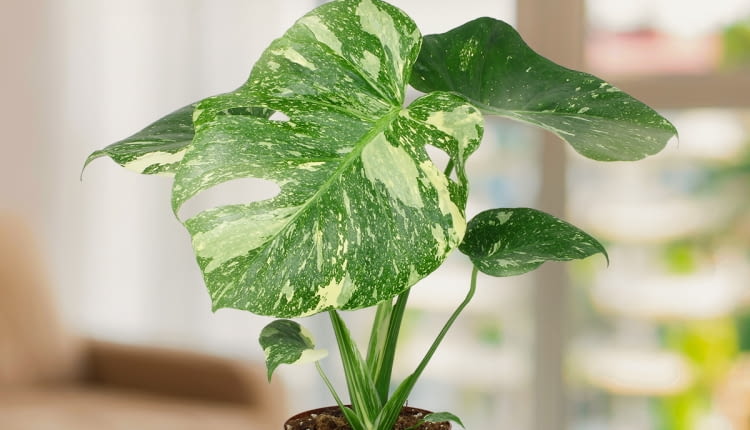 Monstera „Thai Constellation”