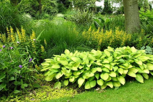 Rośliny do cienia. Tojeść kropkowana na rabacie komponuje się z funkią o złotym zabarwieniu liści.