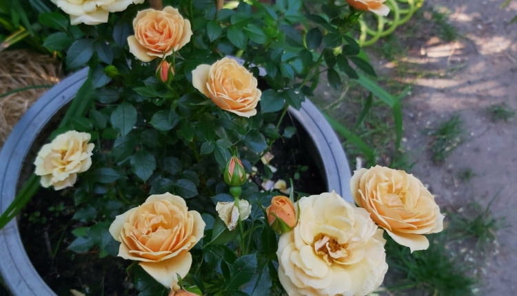 Róża ‘ZORBA” w donicy 50l