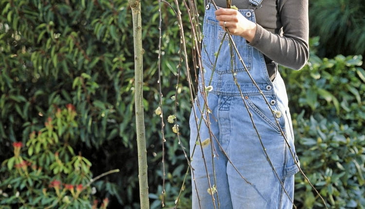 Salix caprea 'Pendula' / hšngende Kštzchenweide fachgerecht zurŁckschneiden SLOWA KLUCZOWE: Schere Terrasse ZZZ hoch GAP Pflege drauRen Praxis GehUlze FrŁhling Salix Frau Person Stšmmchen RŁckschnitt KŁbel Salix caprea Topf LaubgehUlze 000 Schnitt Weidenkaetzchen Palmkaetzchen Kaetzchenweide