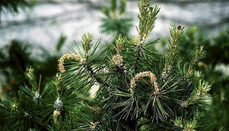 ROSLINY SOSNA PINUS - SZKODNIK GASIENICE MOTYLA ZWOJKI SOSNOWECZKI ATAKUJE KRZEWY SOSNY GORSKIEJ I KOSODRZEWINY FOT. GABRIEL LABANOWSKI PUBLIKACJA KWIETNIK NR 3 (147) - 3 2007 - KLINIKA ROSLIN SLOWA KLUCZOWE: ROSLINY SZKODNIKI ZDJĘCIE DO WKŁADKI: PUBLIKACJA KWIETNIK NR 3 (147) - - KLINIKA ROSLIN - CZASOPISMA