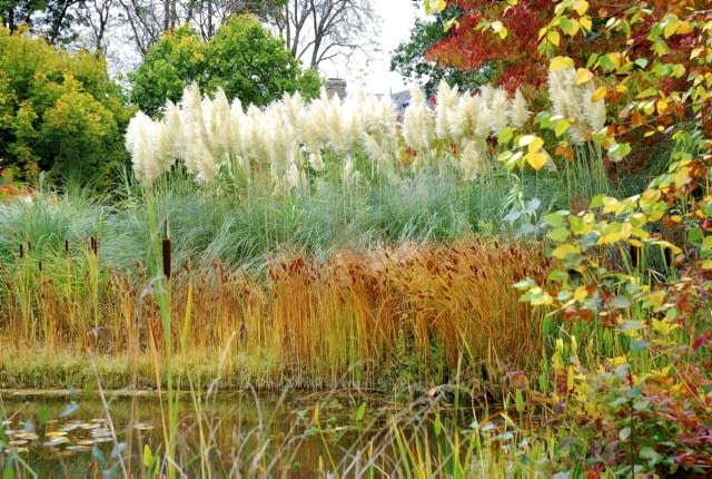 Trawy ozdobne. Wspaniałe puszyste wiechy trawy pampasowej sprawiają, że jest ona prawdziwą gwiazdą jesiennych ogrodów