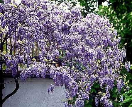 Prawidłowo prowadzona glicynia (<i>Wisteria</i>) kwitnie bardzo obficie.