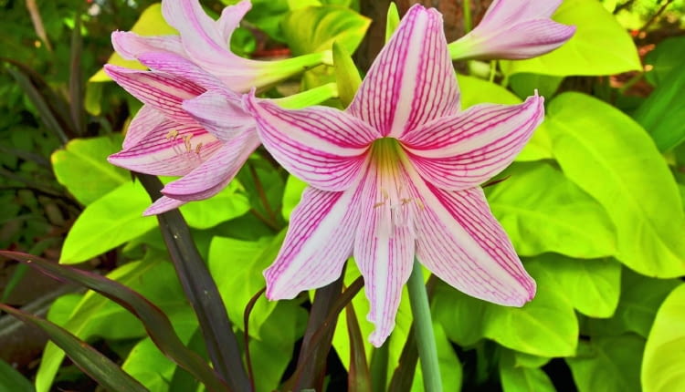 W kwiatostanie hipeastrum pąki rozwijają się jeden po drugim.
