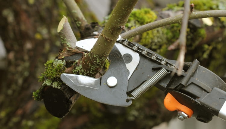 Wiosenne cięcie roślin w ogrodzie