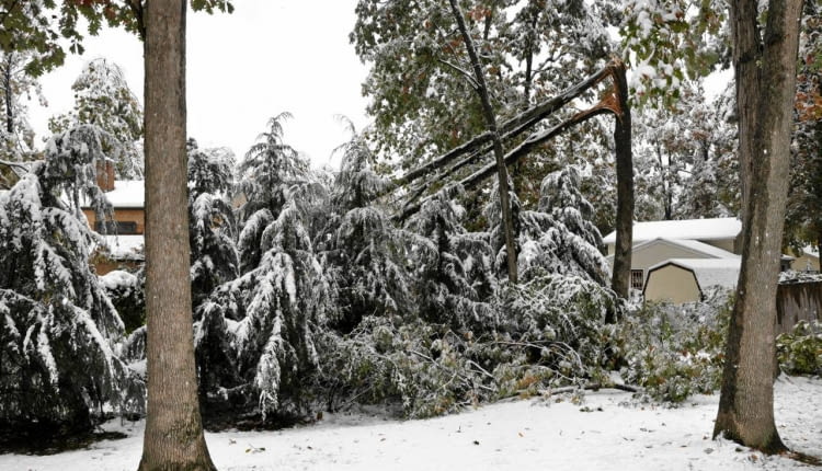 Połamane gałęzie to wynik obfitych opadów mokrego ciężkiego śniegu i silnego wiatru.