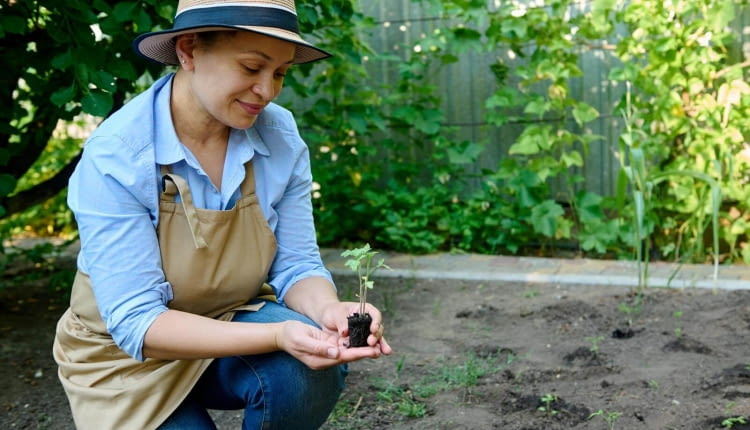 sadzenie pomidorów w tunelu