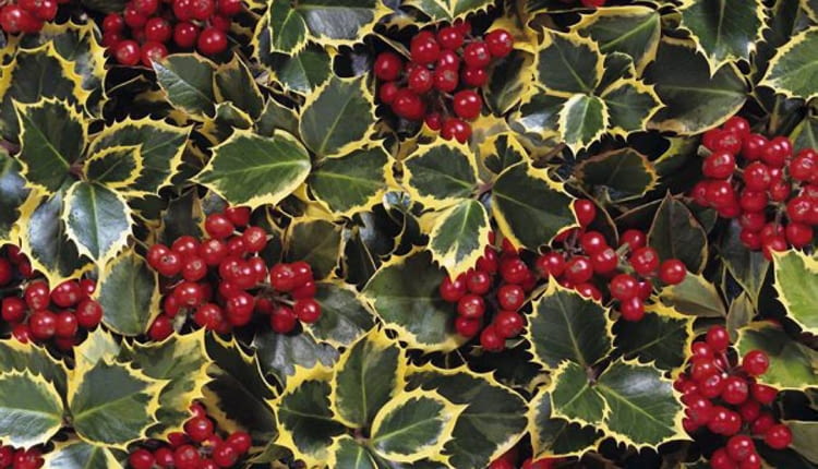 Ilex aquifolium 'Rubricaulis Aurea' SLOWA KLUCZOWE: Ilex aquifolium 'Rubricaulis Aurea' Rubricaulis Aurea Ilex aquifolium