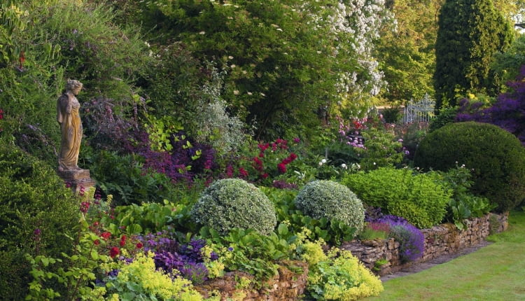 A colourful border of Alchillea, Heuchera, Bergenia and roses with Euonymus fortunei balls - Whichford House story SLOWA KLUCZOWE: Alchemilla mollis August Ball Beet B lle Euonymus Farbe Figur Garten Heuchera Kugel Kugeln Land Laub Purpurgl^ckchen Rosa Sommer Spindelstr ucher Statue Topiari Topiary englisch englische uk