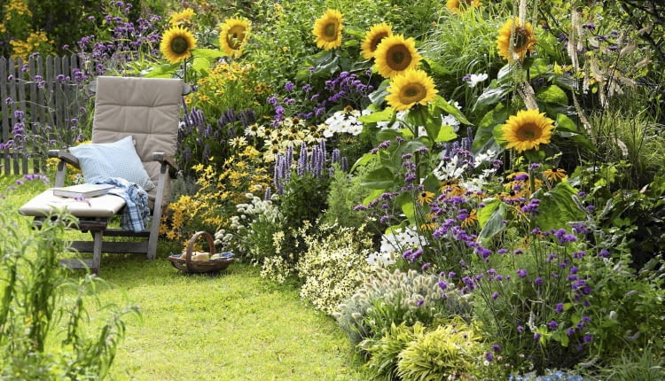 Helianthus 'Summer Breeze'(Sonnenblumen), Agastache'Blue Fortune' (Duftnessel), Coreopsis 'Moonbeam'(M dchenauge), Lagurus 'Bunny Tails' (Hasenschwanzgras), Colakraut (Artemisia), Verbena bonariensis (Eisenkraut) , Rudbeckia 'Goldsturm' Echinacea 'Sunrise' (Sonnenhut), Cosmos (Schmuckk^rbchen), Cimicifuga (Silberkerze), Lobelia (M nnertreu) SLOWA KLUCZOWE: msgnp11 000 lila Duft Stauden Einj hrige blau Gr ser draussen Sp tsommer Beet Garten Artemisia abrotanum var. maritima Helenium Sonnenbraut Sommerblumen Sommer gelb wei? quer Sitzplatz Liege