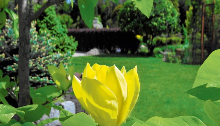 MAGNOLIA 'BUTTERFLIES'