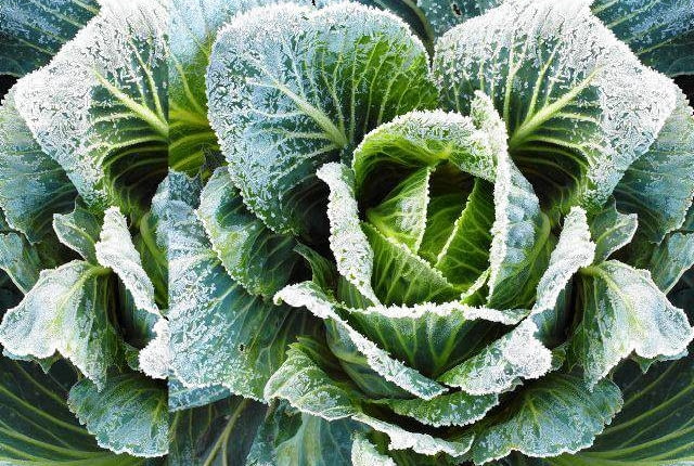 Późne odmiany kapusty, pora i jarmużu bez uszczerbku znoszą lekki mróz