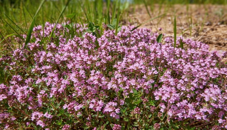 Macierzanka piaskowa (Thymus serpyllum)