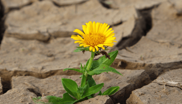 Warszawa w kwiatach i zieleni