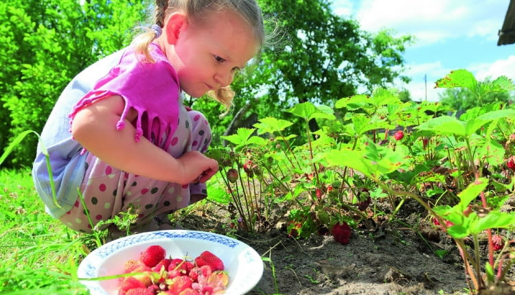 Owoce zbieramy po upływie okresu karencji użytego preparatu.