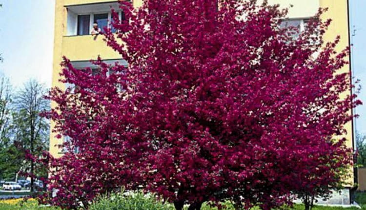 JABLON MALUS WIOSNA OSIEDLE MIESZKANIOWE BLOK BLOKOWISKO OSIEDLE CHOMICZOWKA FOT. ZIEMOWIT WARDECKI / AGENCJA GAZETA SLAJD MALY SLOWA KLUCZOWE: DRZEWA ROSLINY