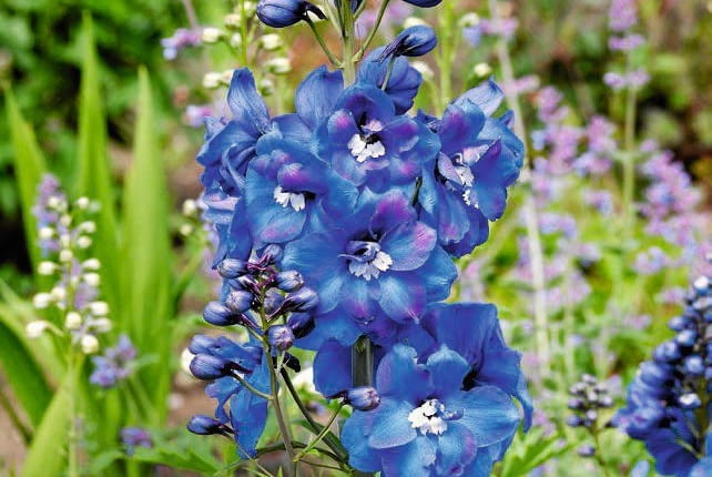 Gdy kwiatostan ostróżki przekwitnie, wytnijmy go, a roślina znów zawiąże pąki.