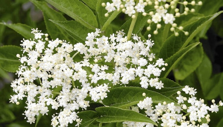 Bez czarny (Sambucus nigra)