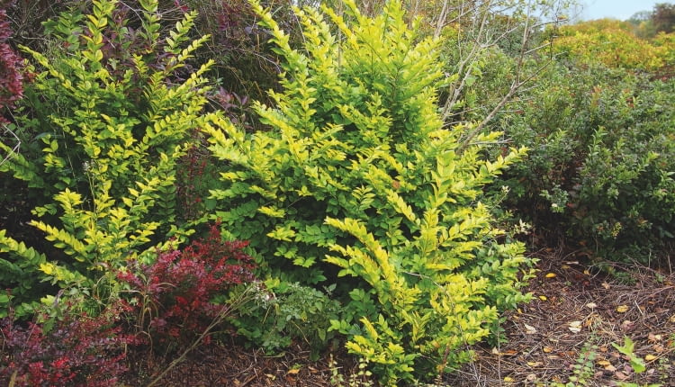 Ligustrum Vicaryi 2014, Gold Vicary Privet, lih-GEW-strum, 12 Ft Shrub, Black Walnut Sensitive.,Z5, dull white, E2Golden privet hybrid is a multi-stemmed, deciduous shrub with a vase-shaped habit which grows somewhat rapidly to 6-12 tall. Features golden yellow leaves (to 2.5"" long) and panicles (to 4"" long) of aromatic, tubular-shaped, dull white flowers in late spring. Flowers are attractive to bees and butterflies. Flowers are followed by small, dark, somewhat persistent, berry-like fruits. Winter damage 2013-14."
