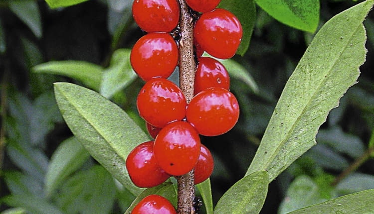 WAWRZYNEK WILCZELYKO ( DAPHNE MEZEREUM ) - KRZEW LISCIASTY , OWOCE CZERWONE , ROSLINA TRUJACA FOT. PIOTR LATOCHA PUBLIKACJA OGRODY NR 2 (154) - 2 2012 SLOWA KLUCZOWE: ROSLINA KRZEW OWOC ZDJĘCIE DO WKŁADKI: PUBLIKACJA OGRODY NR 2 (154) - CZASOPISMA