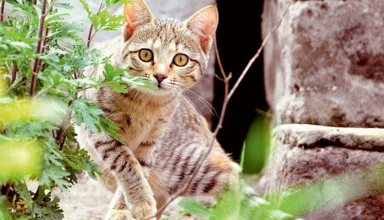 Koty są drapieżnikami, więc natura każe im zakopywać odchody. Lubią załatwiać swoje potrzeby w spokojnych miejscach, nie niepokojone przez nikogo