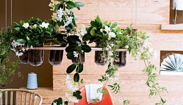 Stefanotis, gardenia i jaśmin na wiszącym stelażu towarzysząc domownikom w posiłkach, napełniają jadalnię cudownym zapachem.