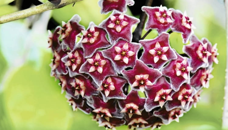 Hoya pubicalyx ' Royal Hawaiian Purple'