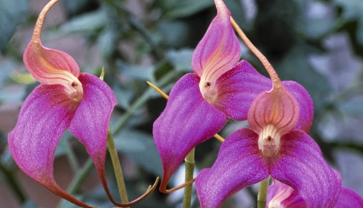 MASDEVALLIA COCCINEA SLOWA KLUCZOWE: Orchidee Pflanze pink rosafarben