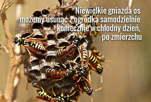 Osy, pszczoły i trzmiele atakują tylko rozdrażnione i w obronie gniazda