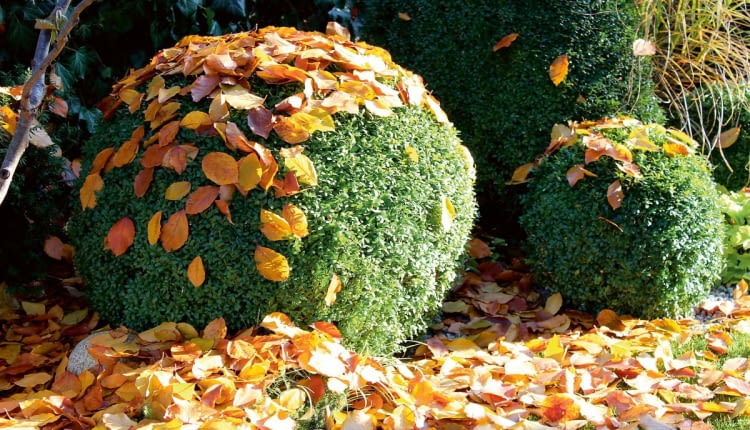Jesienne porządki w ogrodzie