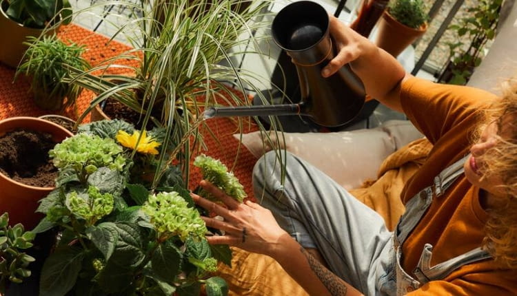 Nowa linia produktów do pielęgnacji roślin doniczkowych Urban Plant Care