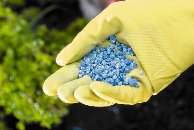 Stosując nawozy sypkie pamiętajmy o ochronnych rękawiczkach.
