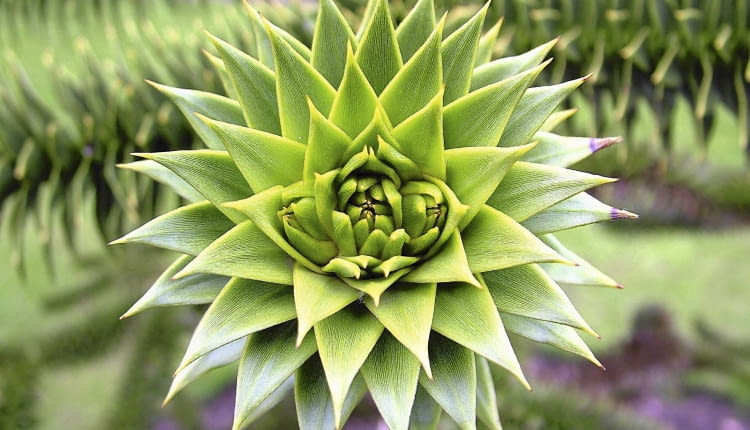 Okazowi tej araukarii uprawianej w donicy obcięto już wierzchołek, bo wyrosła zbyt wysoko