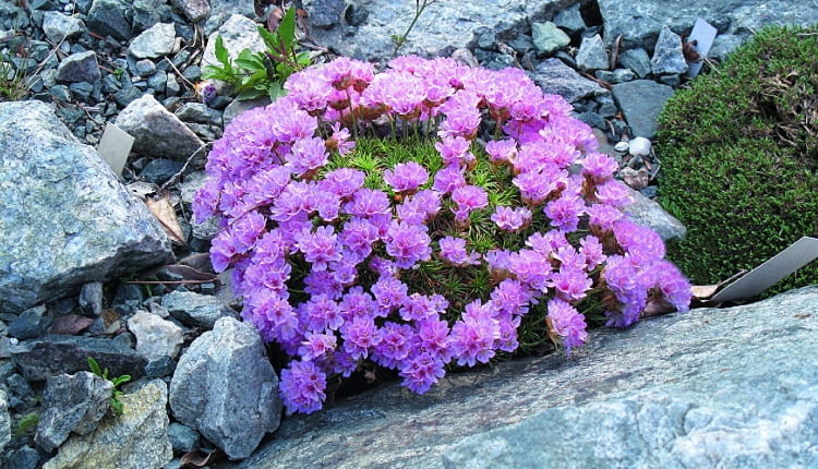 akantolimon błoniasty dorasta do wysokości 15 cm, a jego poduchowate kępki osiągają szerokość ok. 30 cm.