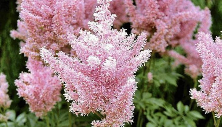 OGROD LESNY , ROSLINA , KWIAT - TAWULKA ( ASTILBE ) FOT. BARBARA PIOTROWSKA PUBLIKACJA OGRODY NR 10 (138) - 10 2010 PUBLIKACJA LADNY DOM NR 9 (155) - 9 2011 SLOWA KLUCZOWE: OGROD ROSLINA PRZYRODA KWIAT ZDJĘCIE DO WKŁADKI: PUBLIKACJA OGRODY NR 10 (138) - CZASOPISMA